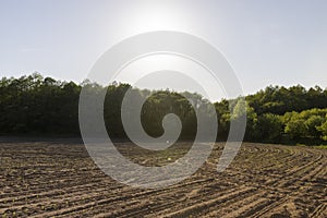 a growing monoculture of sweet corn in sunny weather photo