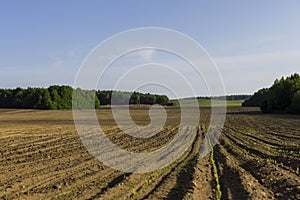 a growing monoculture of sweet corn in sunny weather photo