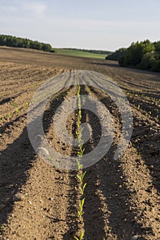 a growing monoculture of sweet corn in sunny weather photo