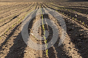 a growing monoculture of sweet corn in sunny weather photo