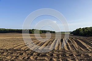 a growing monoculture of sweet corn in sunny weather photo