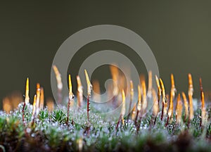 Growing moss