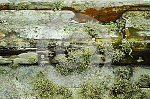 Growing Moss and Algae on a Boat