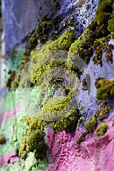 Growing moss on colorful stone surface