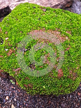 the growing moss covers the bricks that are above the ground