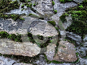 Growing moss on granite stones.