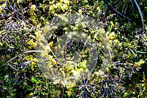 Growing Moss on peat bog in County Donegal - Ireland