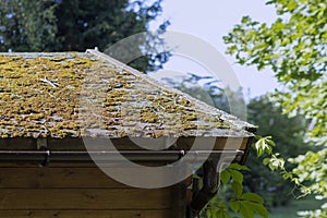 Growing a moss on a roof - summer season