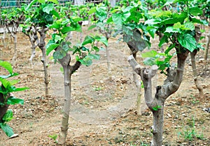 Growing mulberry trees