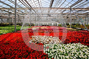 Growing multicolored begonia flower seedlings in modern hydroponic greenhouse