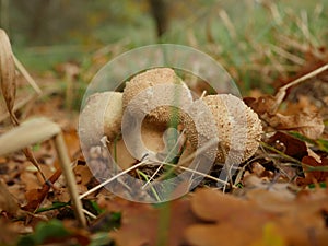 Growing mushroom fuzz-ball in forest