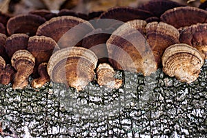 Growing mushroom on stump