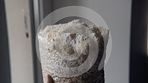 Growing mushrooms lion`s mane. Ready-to-bear blocks of Hericium erinaceus