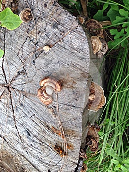 Growing Mushrooms on Logs and Stumps.