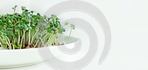 Growing mustard sprouts for healthy eat. Fresh micro greens closeup on plate. Healthy eating concept. White background