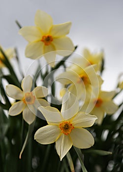 Growing narcissus in a garden