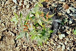 Growing Neem Plant Top View.