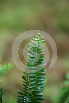 Growing nephrotic plants in park