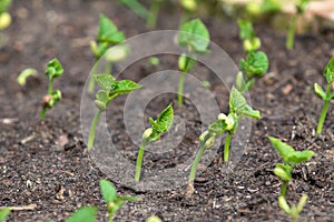 Growing new vegetables in the garden