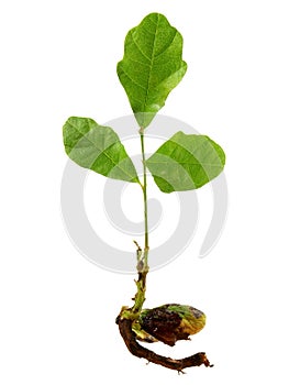 Growing Oak Tree Seed - isolated