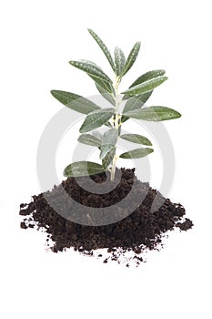 Growing olive in soil