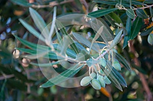 growing olive trees, a branch with olives