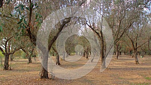 Growing olives. Twenty-year-old plants in dry well-drained soil. The olive trees photo