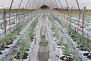 growing onion bulb in farm. Transplant seedling in farmland