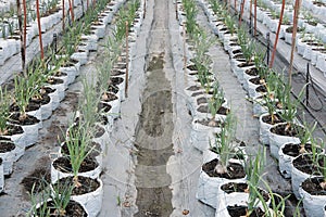 growing onion bulb in farm. Transplant seedling in farmland