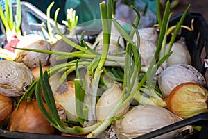 Growing Onion Bulb With Fresh Green Sprouts