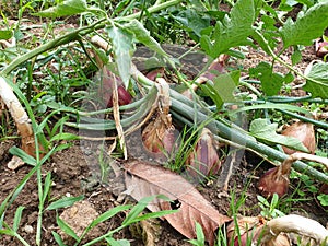 Growing onion in the garden