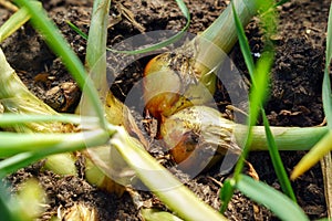 Growing onion plantation in the garden. organic farm