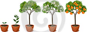 Growing orange tree. Life cycle plant