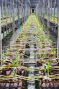 Growing orchid, baby orchid in Thailand tropical agricultural or