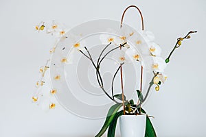 Growing orchids at home. white orchid flower in white pot on white wall background.potted flowers.Interior decor with