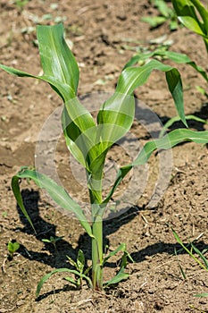 Growing Organic Corn Plant