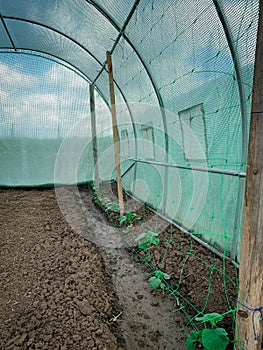 Growing organic cucumbers in a greenhouse. Healthy vegetables with no pesticide.