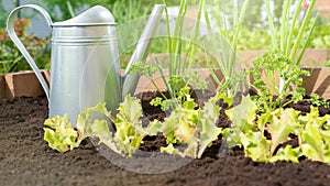 Growing organic food on soil with the addition of vermicompost and peat without the use of fertilizers and pesticides. Production
