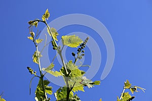 Growing organic grapes - young grapevine