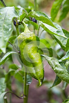 Growing organic green paprika with raindrops