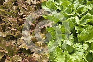 Growing organic hydroponic lettuce
