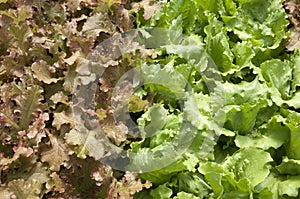 Growing organic hydroponic lettuce