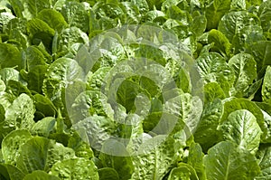 Growing organic hydroponic lettuce