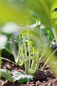 Growing Organic Kohlrabi in a garden