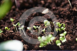 Growing organic salad