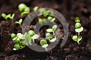 Growing organic salad