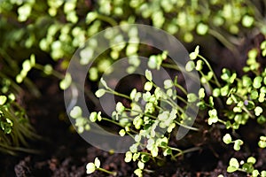 Growing organic salad