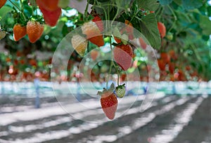 Growing organic sweet hydroponic Strawberries in greenhouse