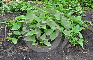 Growing organic sweet potato. The sweet potato or kumara (Ipomoea batatas)