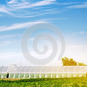 Growing organic vegetables in greenhouse under plastic film on the field. Farming Agriculture Farmland. Agro-industrial complex.